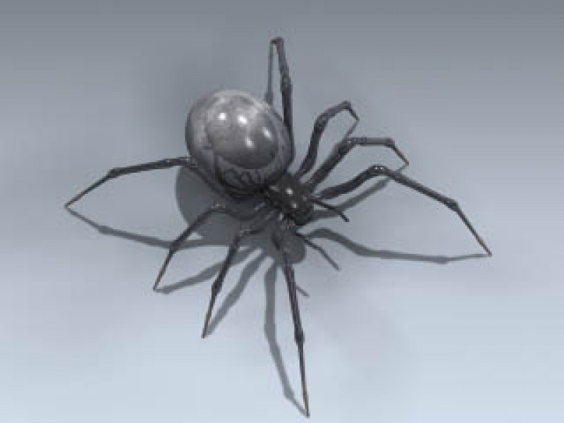 Black Widow Spider