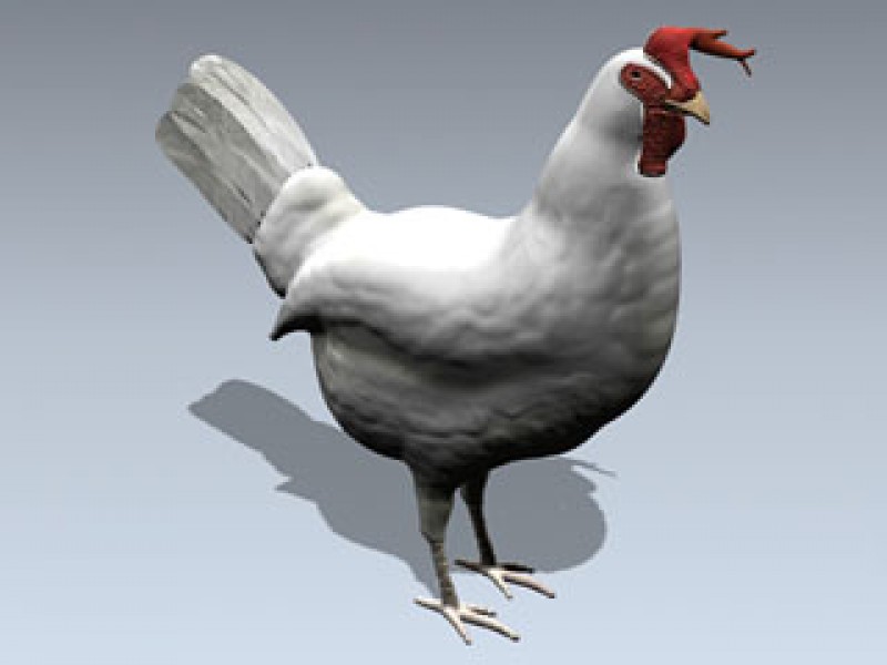 Chicken