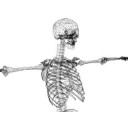 Male Skeleton