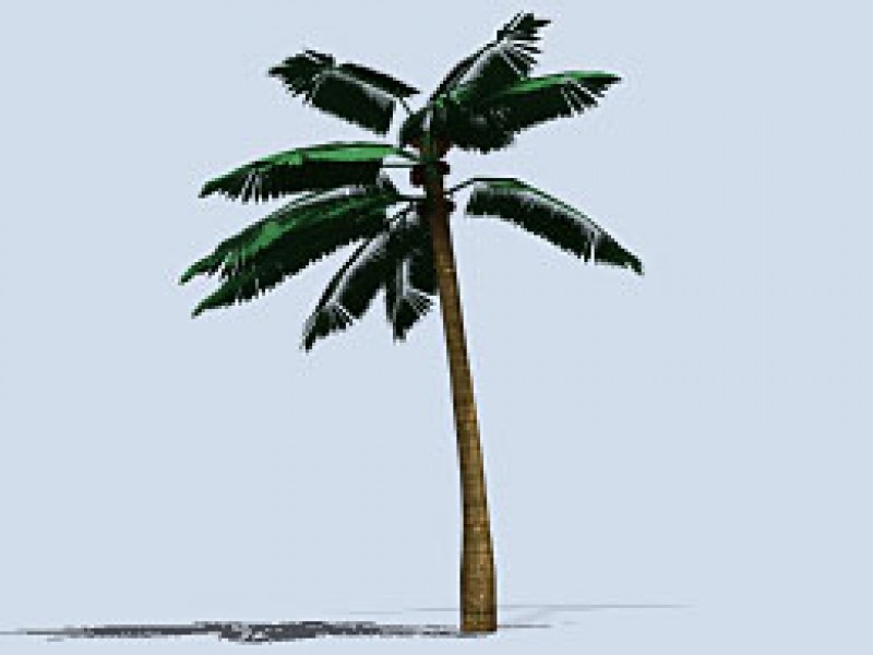 Palm Tree