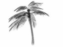 Palm Tree