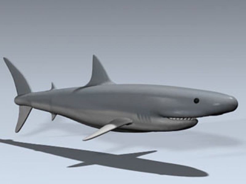 Shark Shark