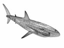 Shark Shark