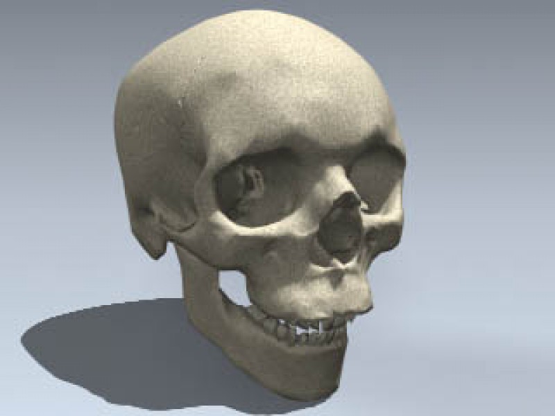 Skull