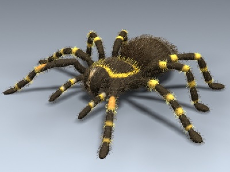 Tarantula