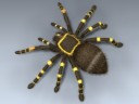 Tarantula