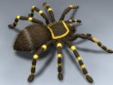 Tarantula