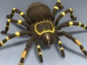 Tarantula