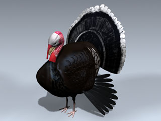 Turkey (Male)