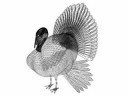 Turkey (Male)